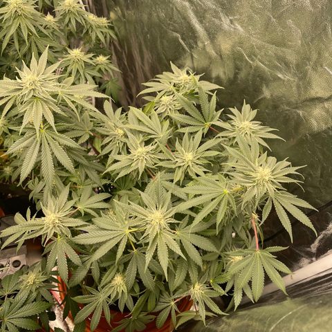Runtz Muffin  growlog timeline photo