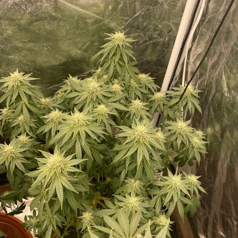 Gorilla Zkittlez growlog timeline photo