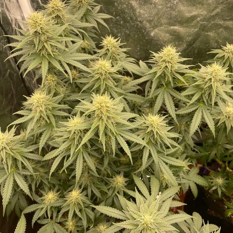 Blue Sunset Sherbert growlog timeline photo