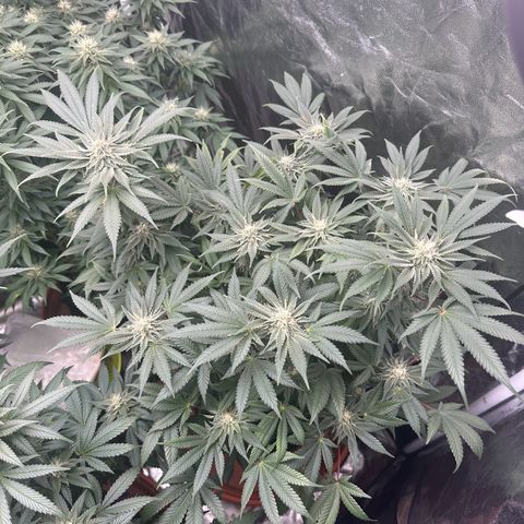 Runtz Muffin  growlog timeline photo