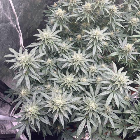 Liberty Haze growlog timeline photo