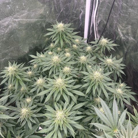 Gorilla Zkittlez growlog timeline photo