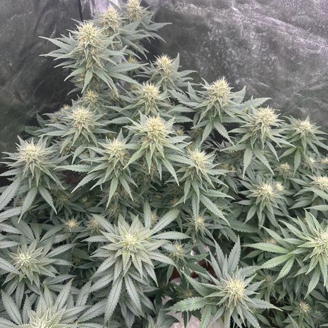 Blue Sunset Sherbert growlog timeline photo