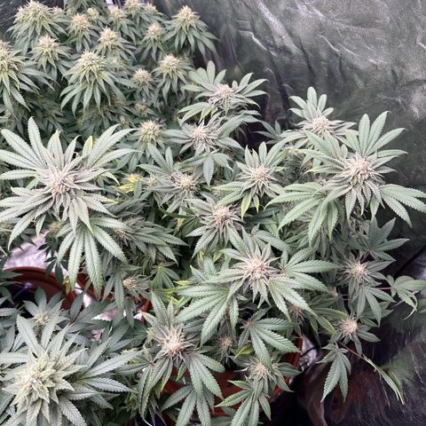 Runtz Muffin  growlog timeline photo