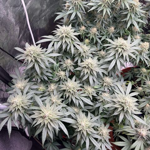 Liberty Haze growlog timeline photo