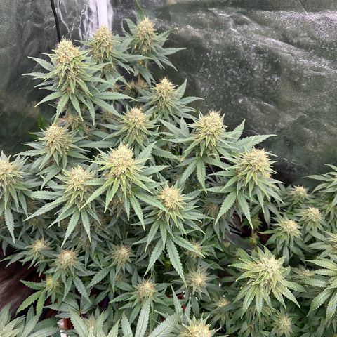 Blue Sunset Sherbert growlog timeline photo