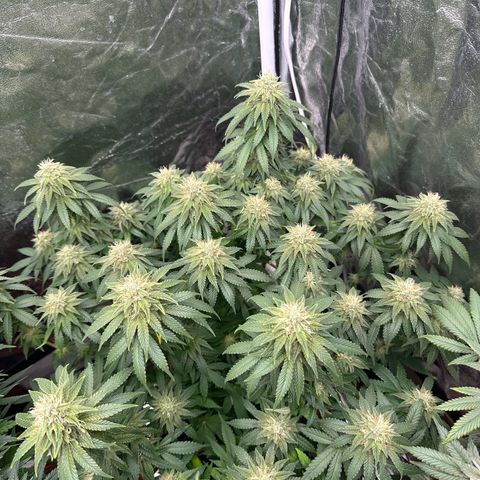 Gorilla Zkittlez growlog timeline photo