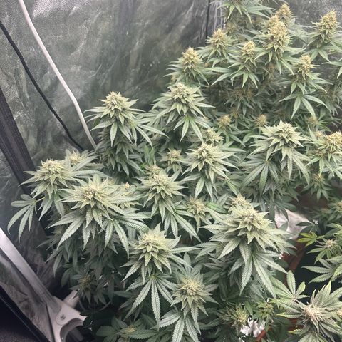 Liberty Haze growlog timeline photo