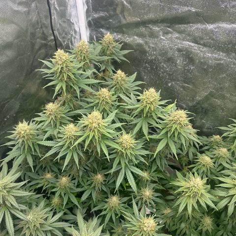 Blue Sunset Sherbert growlog timeline photo