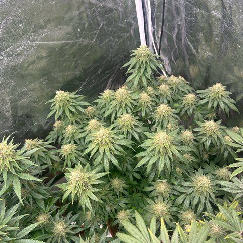 Gorilla Zkittlez growlog timeline photo