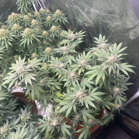 Runtz Muffin  growlog timeline photo