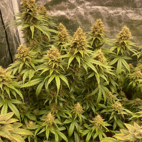 Blue Sunset Sherbert growlog timeline photo