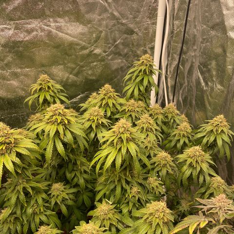 Gorilla Zkittlez growlog timeline photo