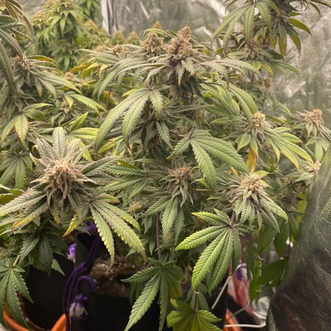 Runtz Muffin  growlog timeline photo