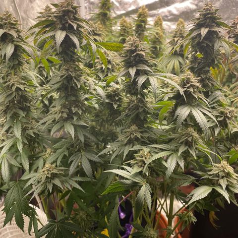 Liberty Haze growlog timeline photo