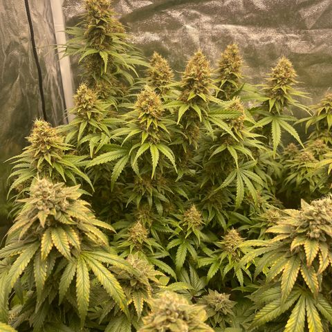 Blue Sunset Sherbert growlog timeline photo
