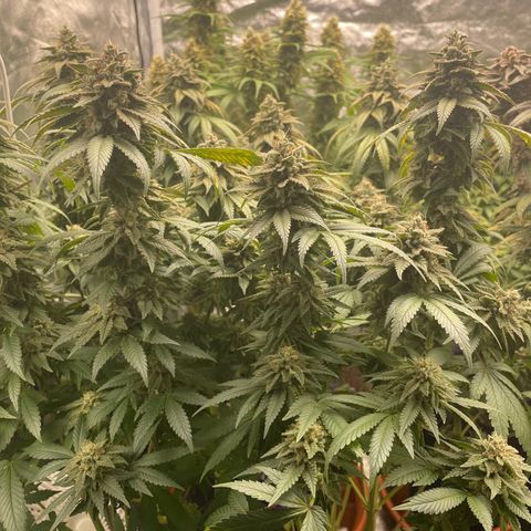 Liberty Haze growlog timeline photo