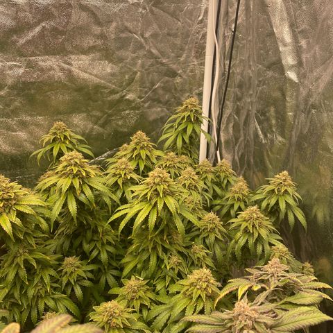 Gorilla Zkittlez growlog timeline photo