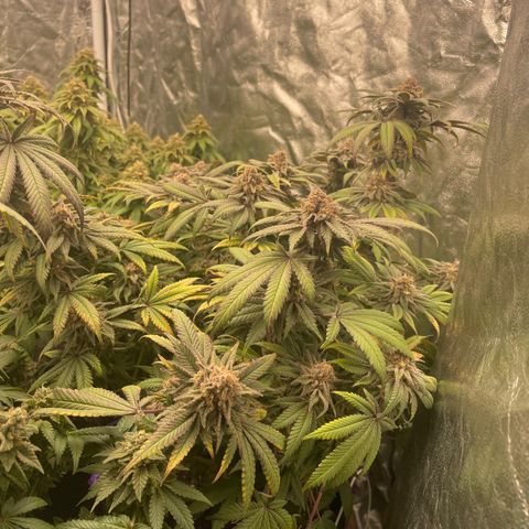 Runtz Muffin  growlog timeline photo