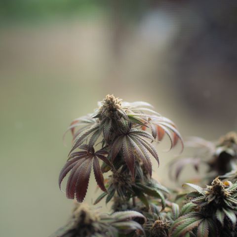 Runtz Muffin  growlog timeline photo