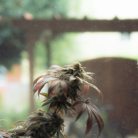 Runtz Muffin  growlog timeline photo