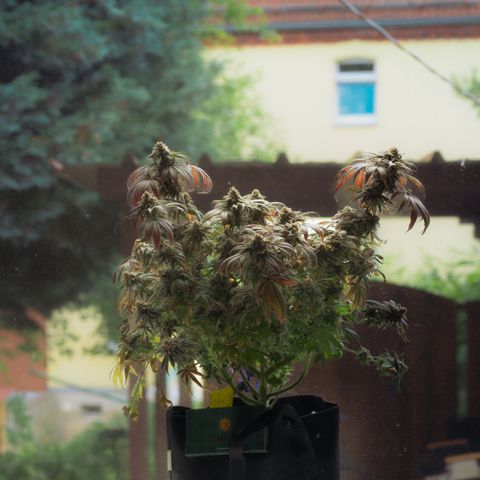 Runtz Muffin  growlog timeline photo