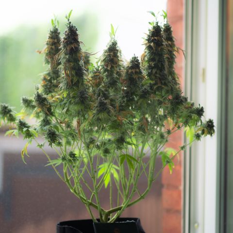 Liberty Haze growlog timeline photo