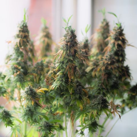 Liberty Haze growlog timeline photo
