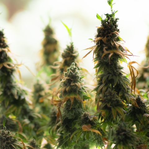 Liberty Haze growlog timeline photo