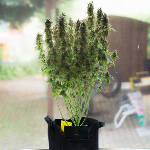 Blue Sunset Sherbert growlog timeline photo
