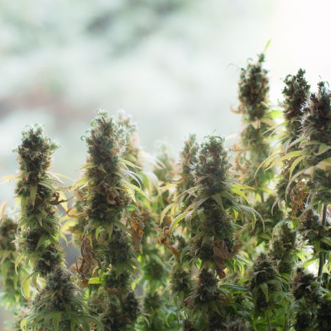Blue Sunset Sherbert growlog timeline photo