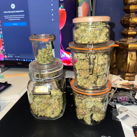Gorilla Zkittlez growlog timeline photo