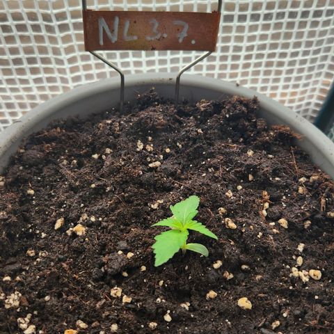 Auto Northern Lights growlog timeline photo