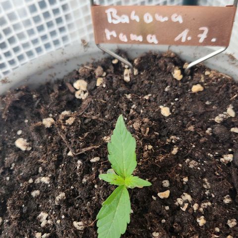 Bahama Mama Automatic growlog timeline photo