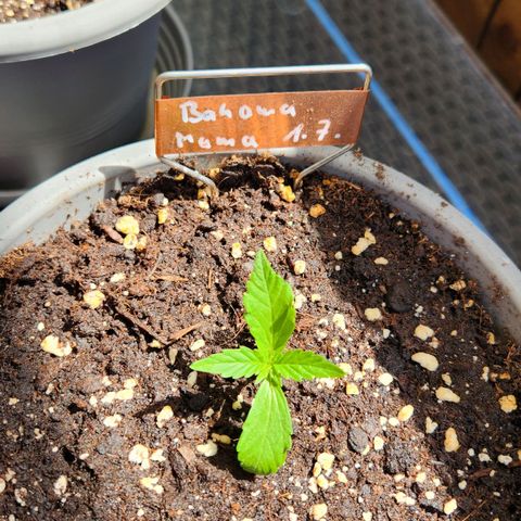Bahama Mama Automatic growlog timeline photo