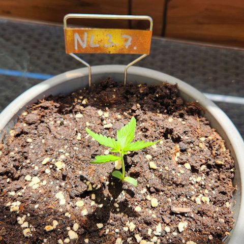 Auto Northern Lights growlog timeline photo
