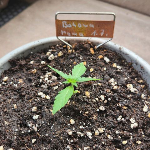 Bahama Mama Automatic growlog timeline photo