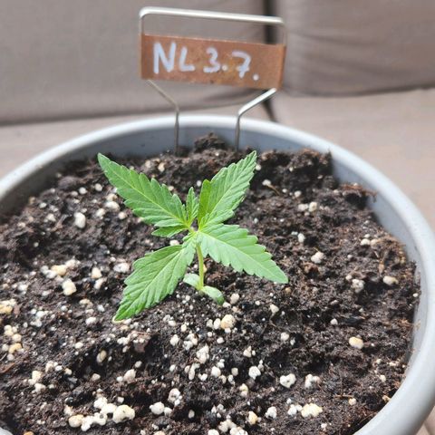 Auto Northern Lights growlog timeline photo