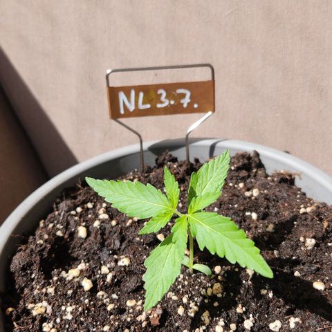 Auto Northern Lights growlog timeline photo