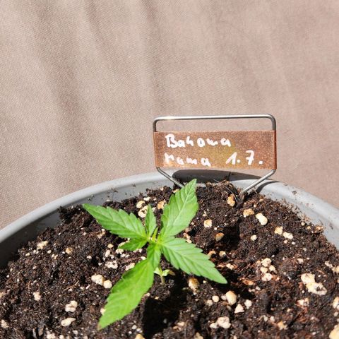 Bahama Mama Automatic growlog timeline photo