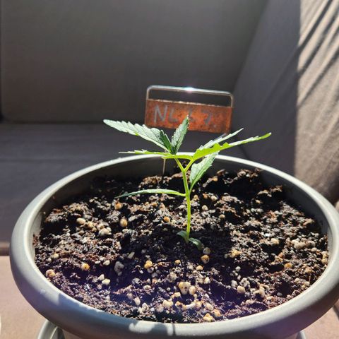 Auto Northern Lights growlog timeline photo