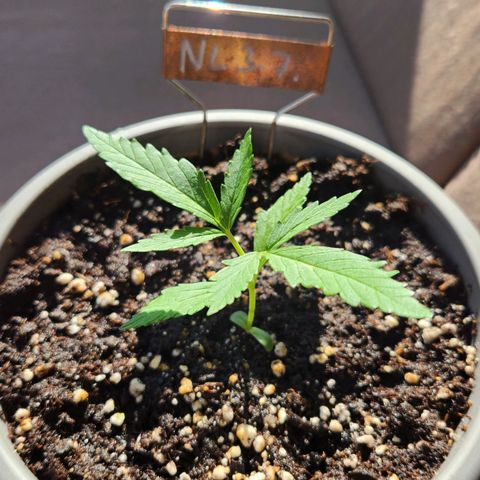 Auto Northern Lights growlog timeline photo