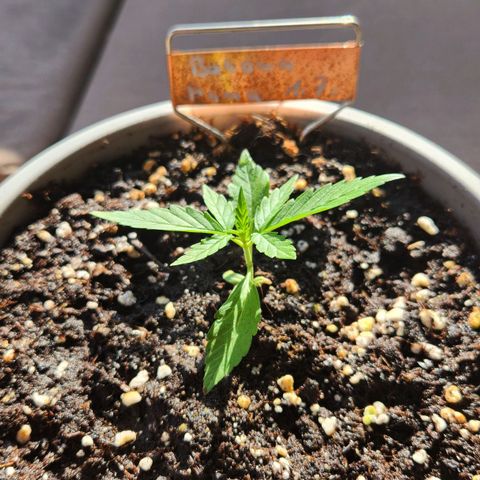 Bahama Mama Automatic growlog timeline photo