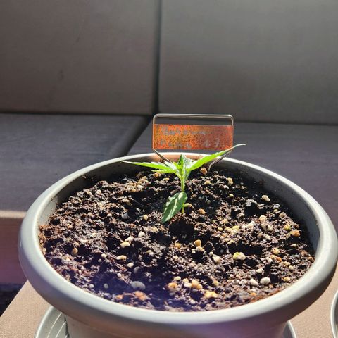 Bahama Mama Automatic growlog timeline photo