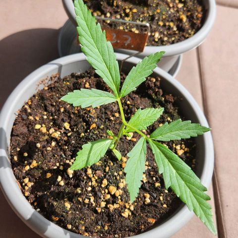Auto Northern Lights growlog timeline photo