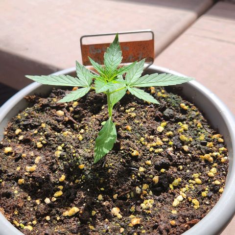 Bahama Mama Automatic growlog timeline photo