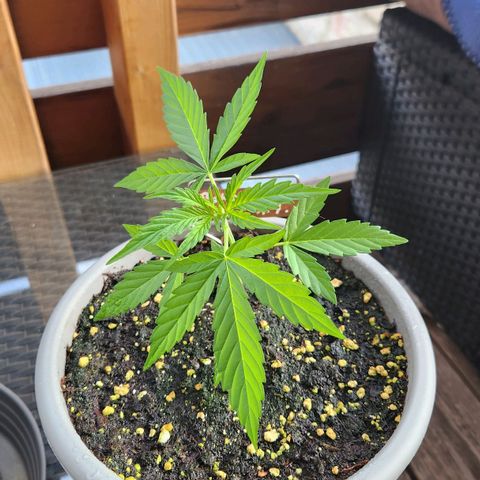 Bahama Mama Automatic growlog timeline photo