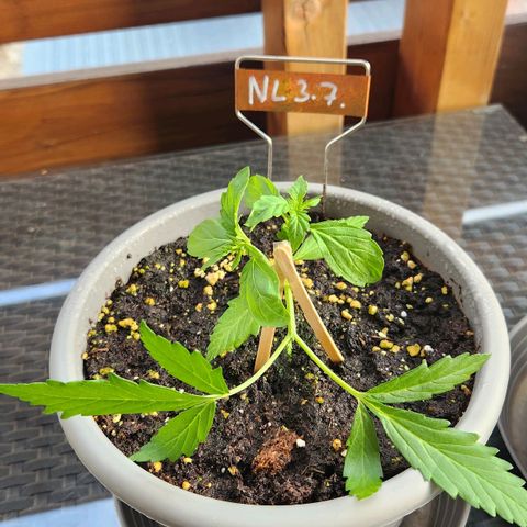 Auto Northern Lights growlog timeline photo