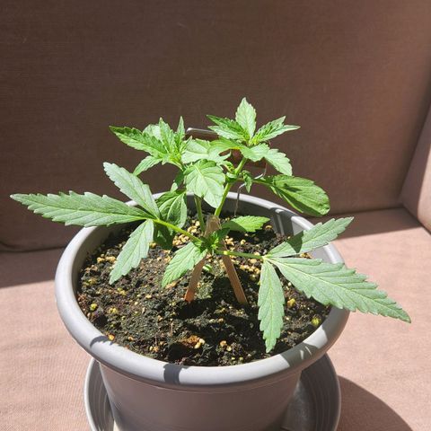 Auto Northern Lights growlog timeline photo