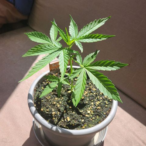 Bahama Mama Automatic growlog timeline photo